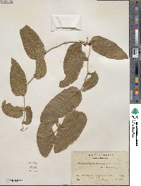 Smilax mollis image