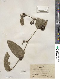 Smilax mollis image