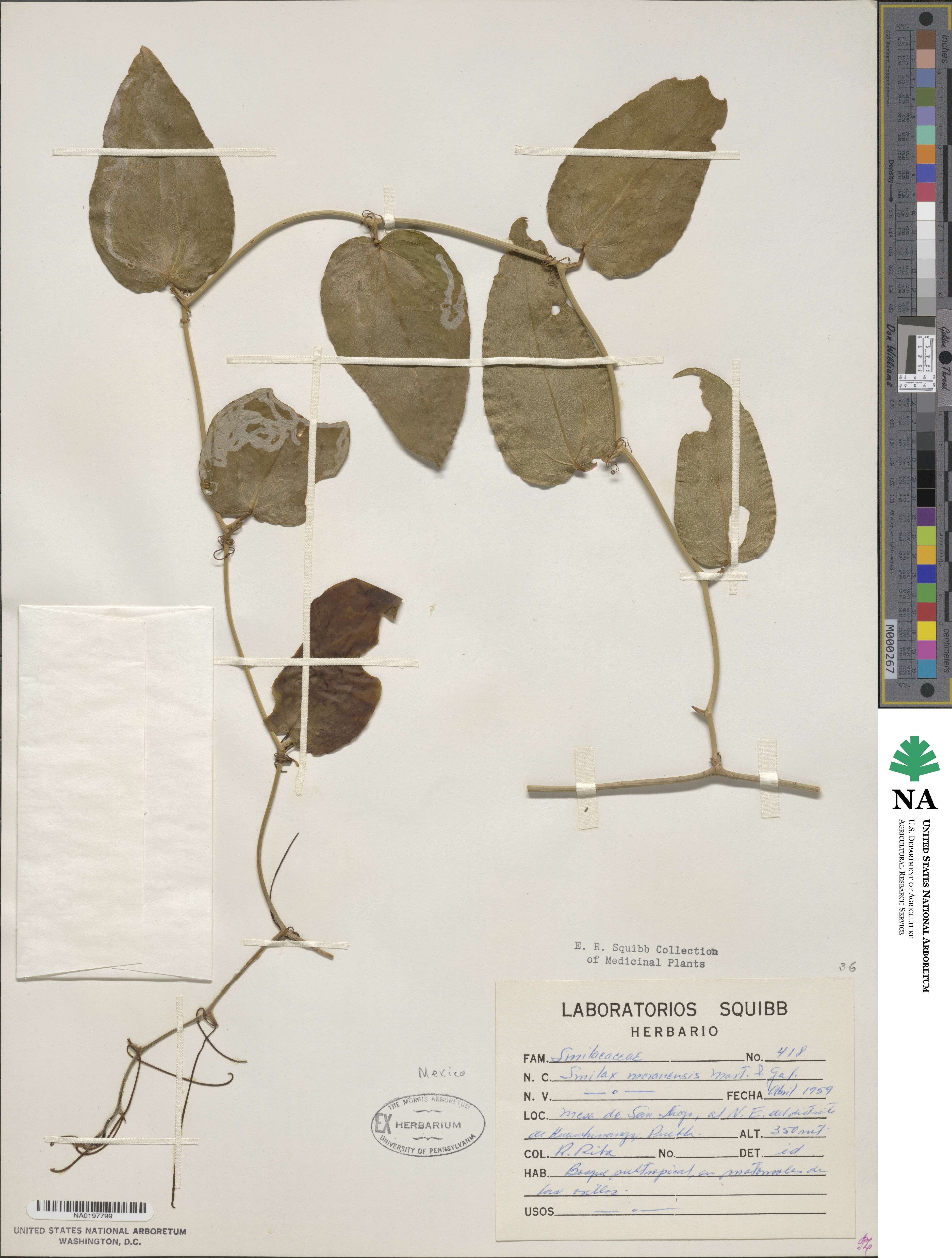 Smilax moranensis image