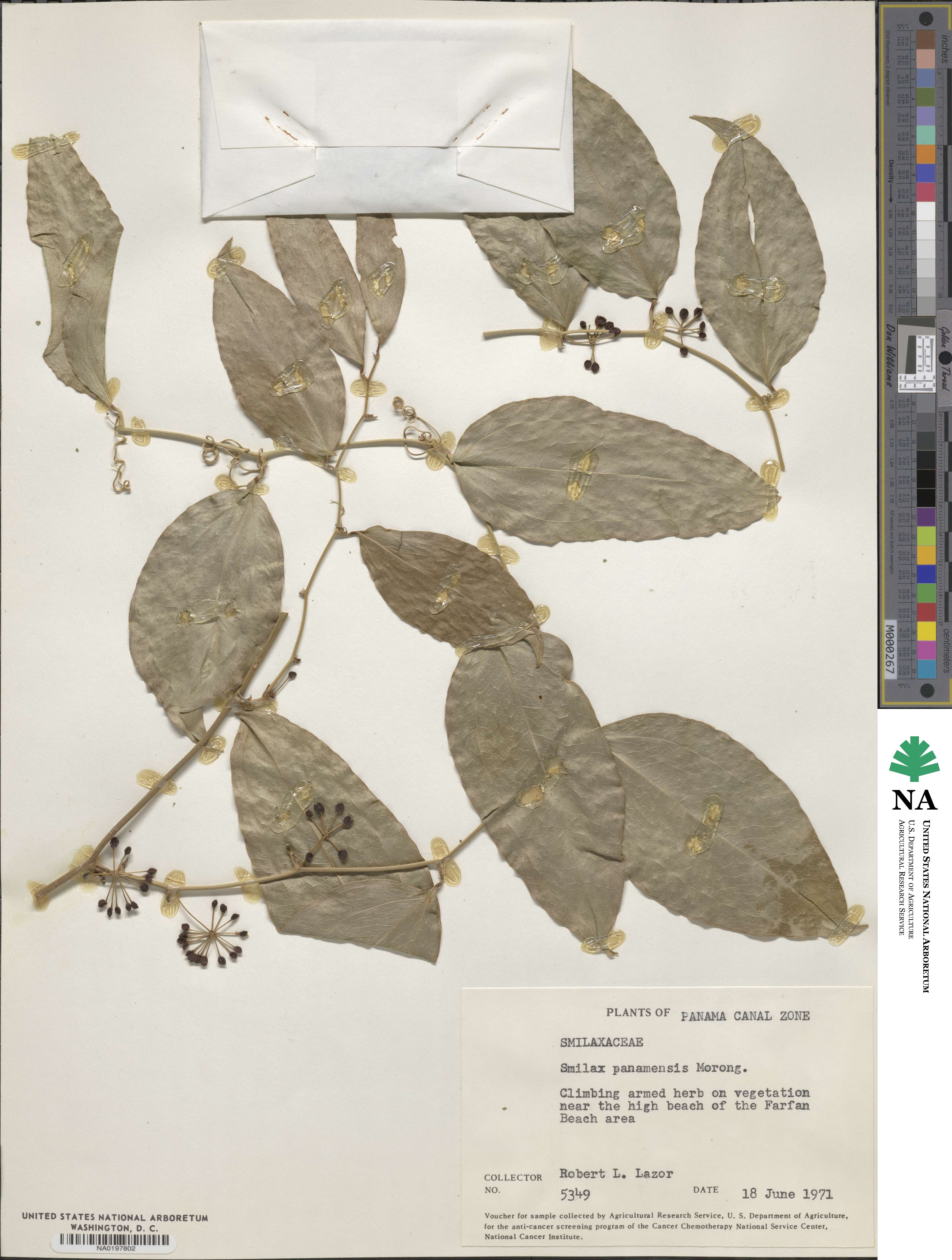 Smilax purhampuy image