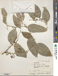 Smilax purhampuy image