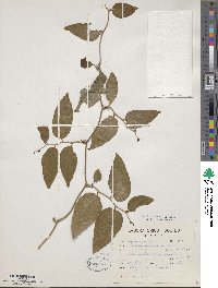 Smilax spinosa image