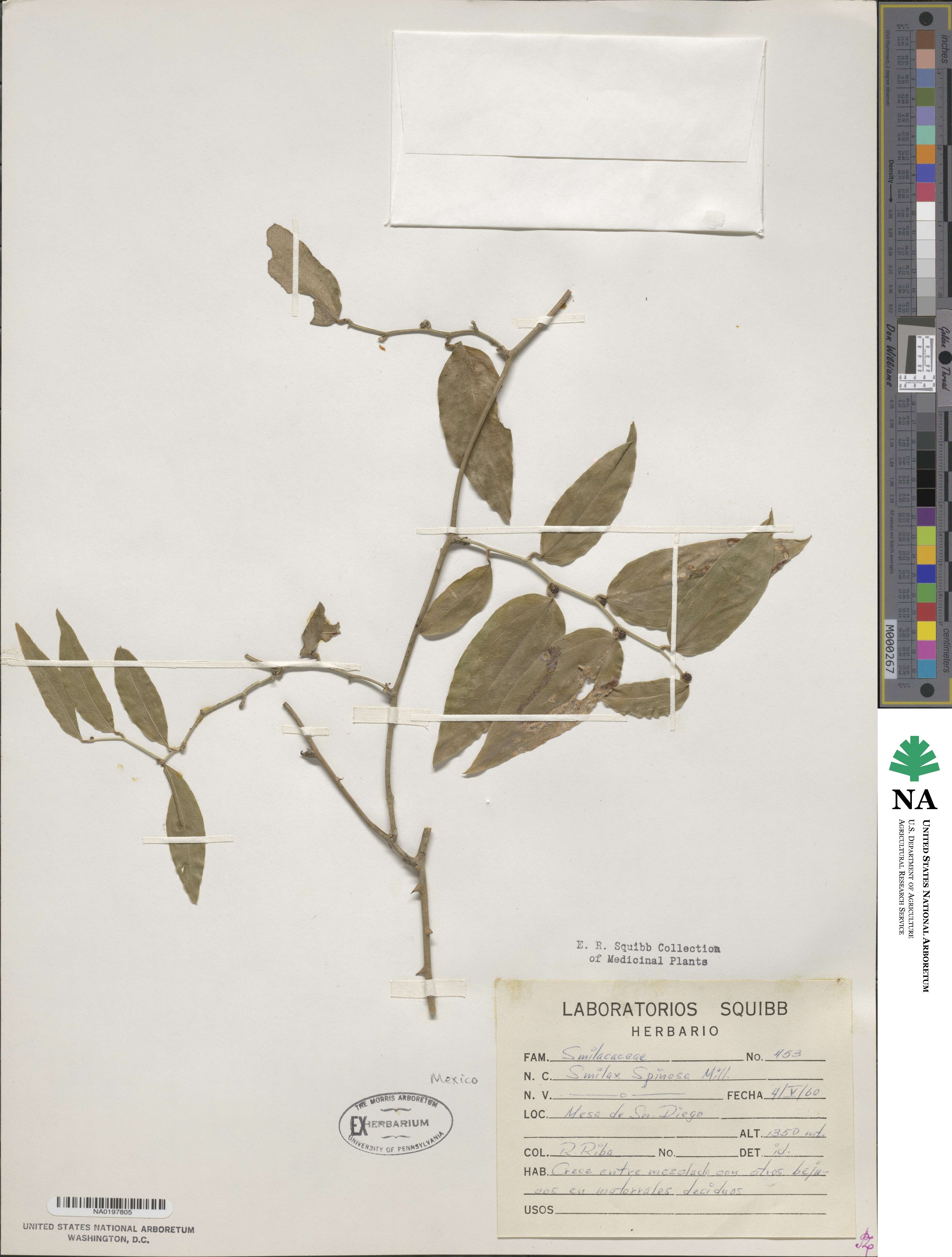 Smilax spinosa image