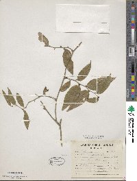 Smilax spinosa image