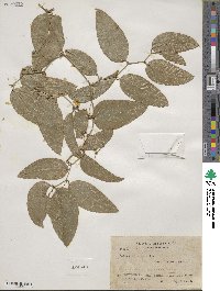 Smilax spinosa image