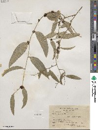 Smilax spinosa image