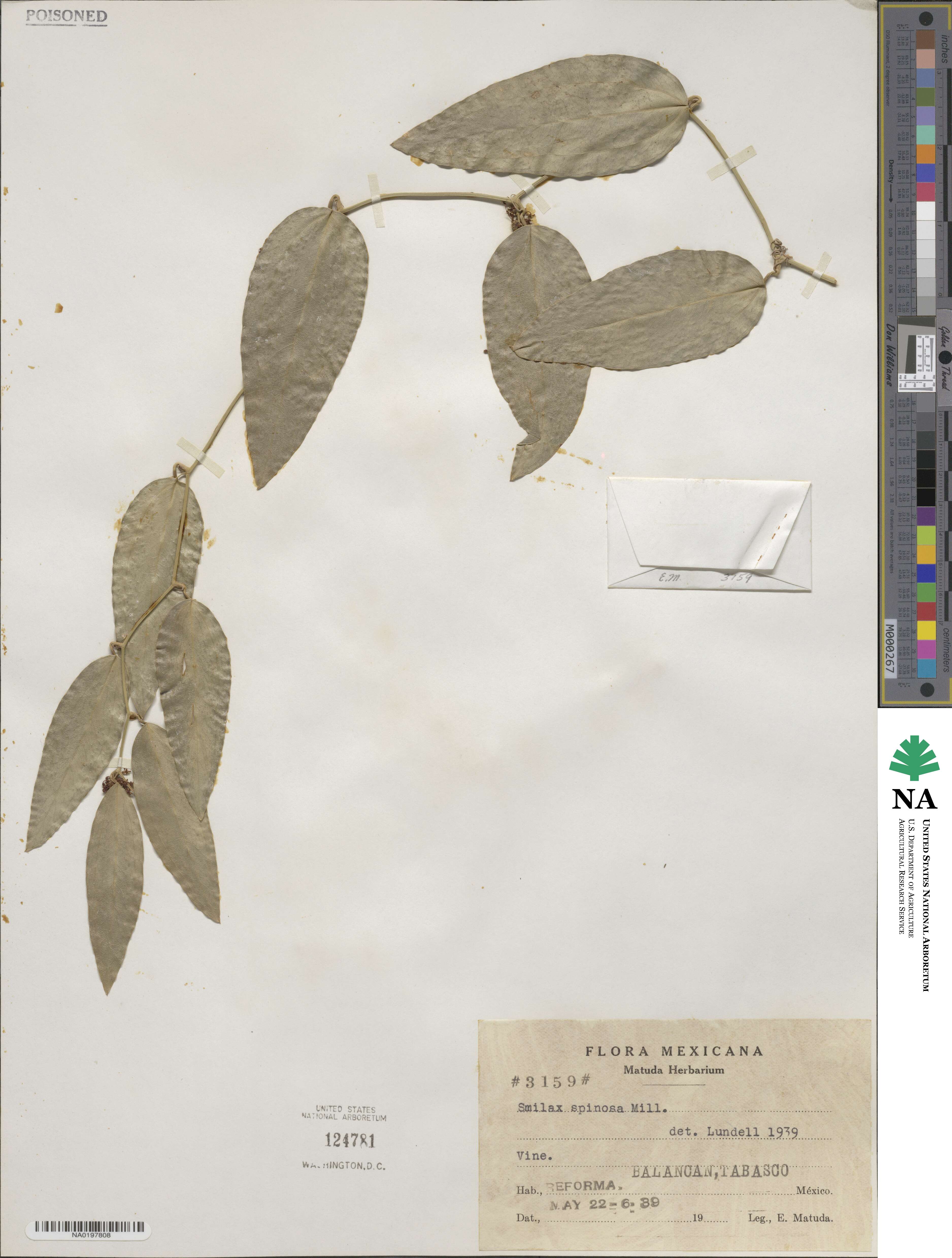 Smilax spinosa image