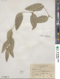 Smilax spinosa image