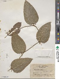 Smilax spinosa image