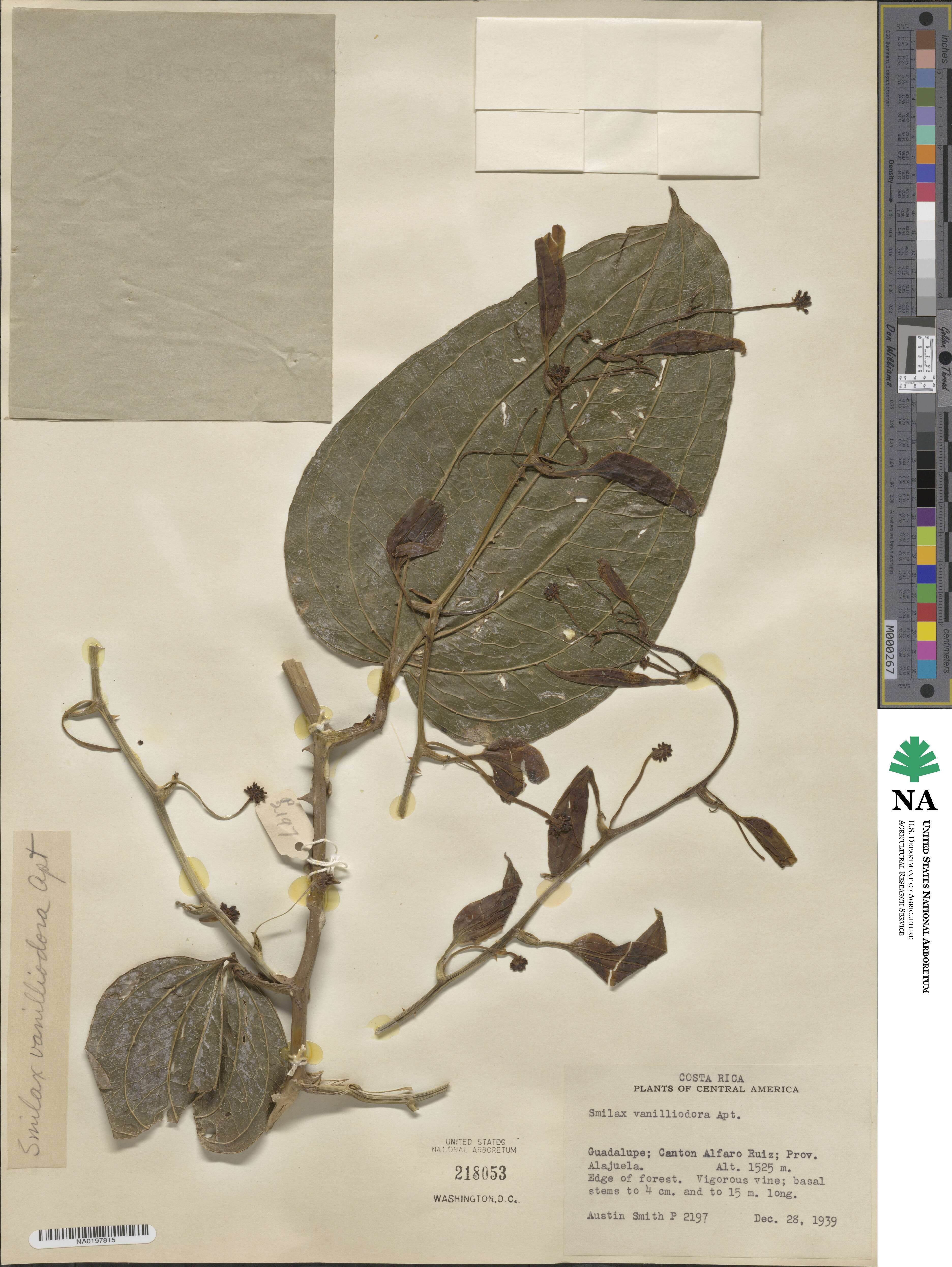 Smilax officinalis image