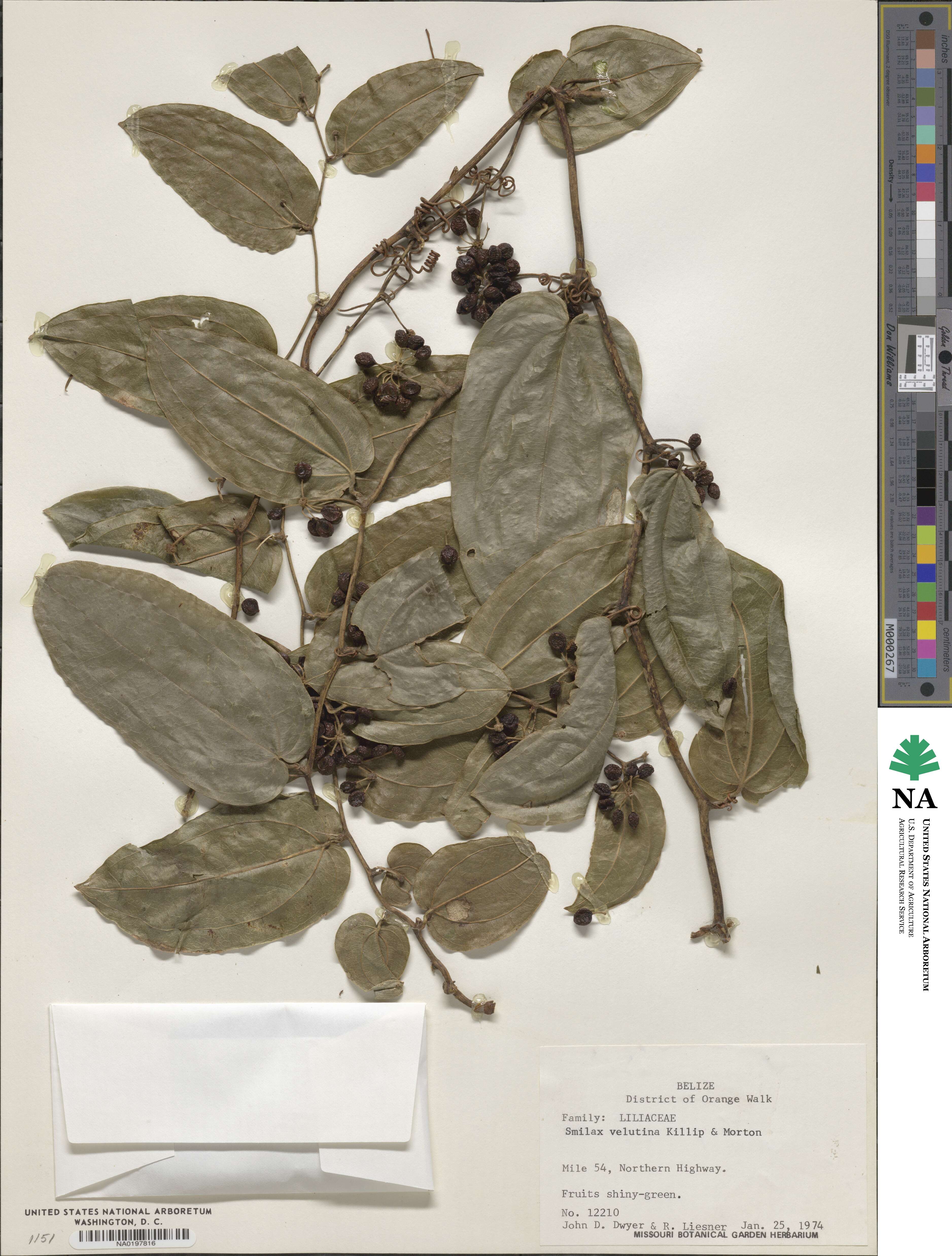 Smilax velutina image