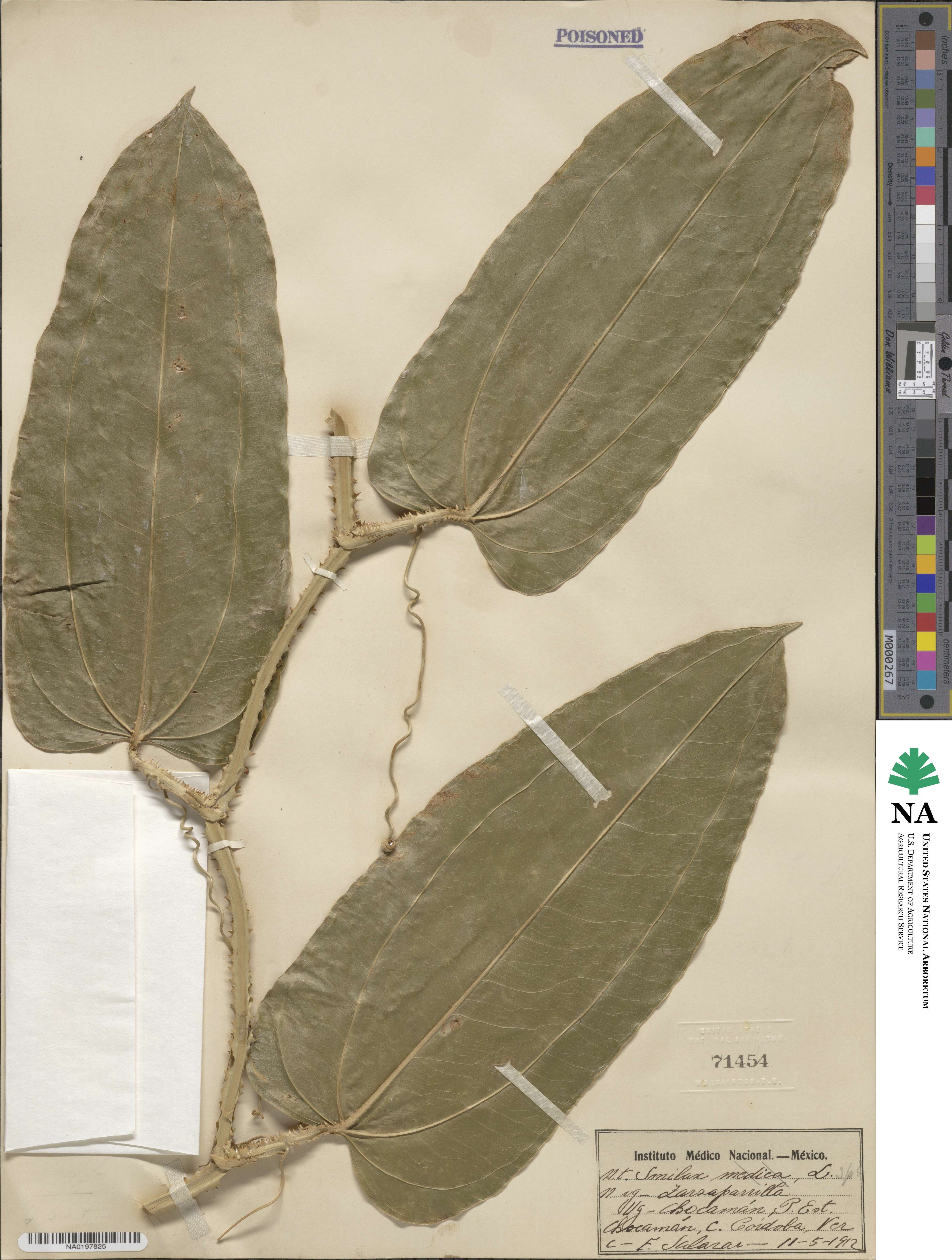 Smilax image