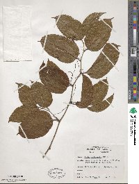 Smilax domingensis image