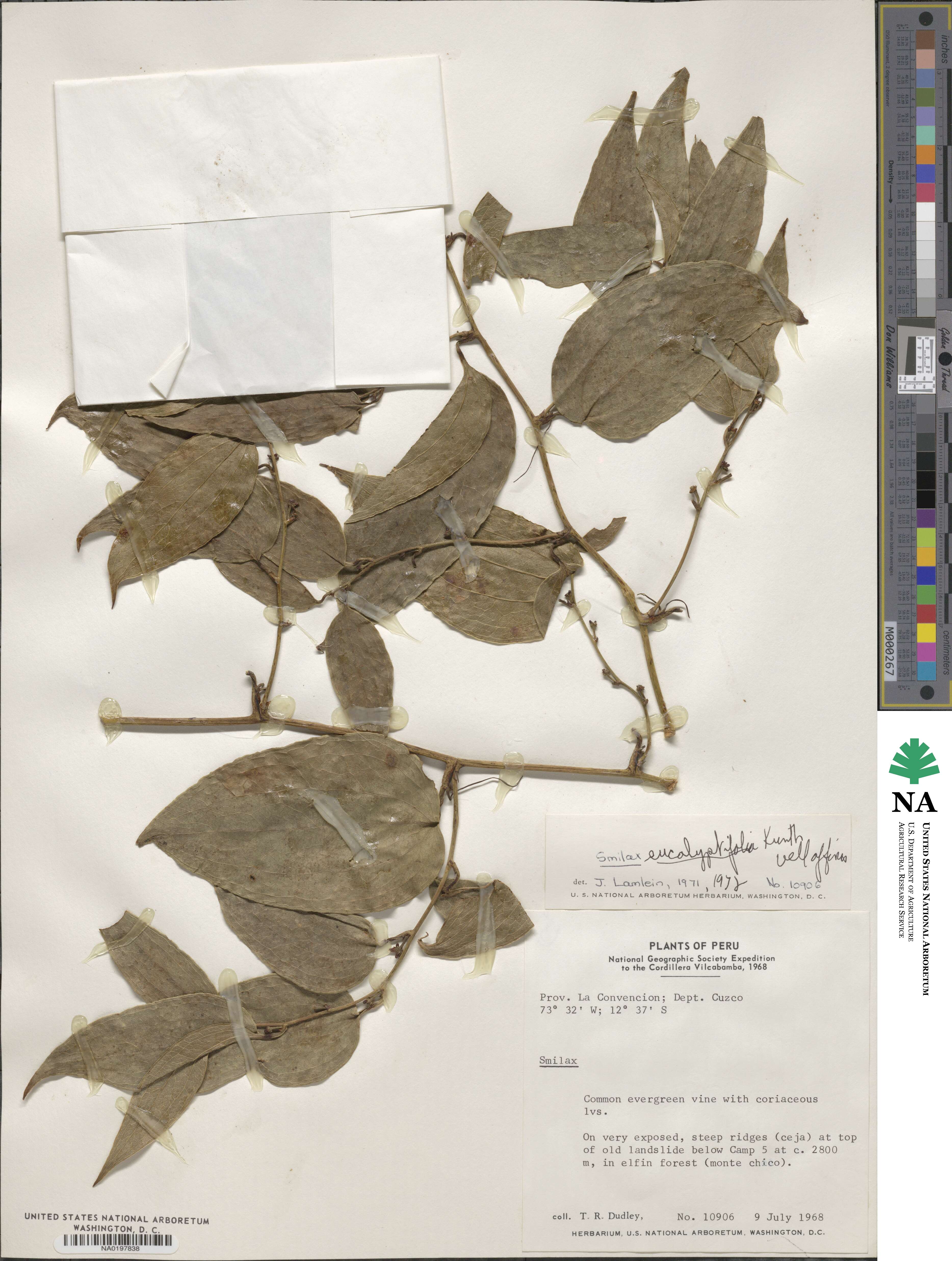 Smilax domingensis image