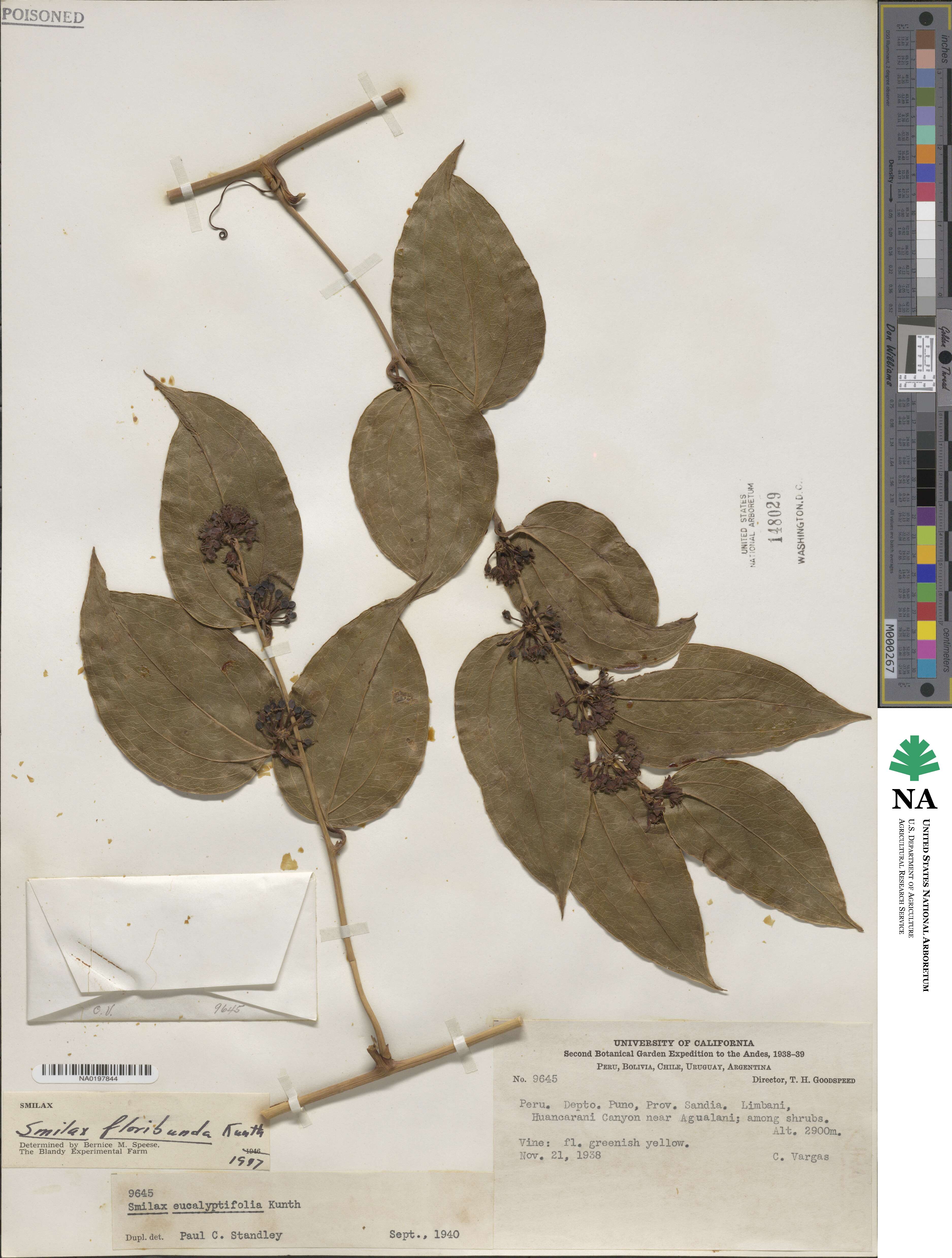 Smilax floribunda image