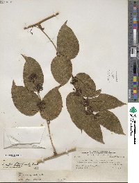 Smilax floribunda image