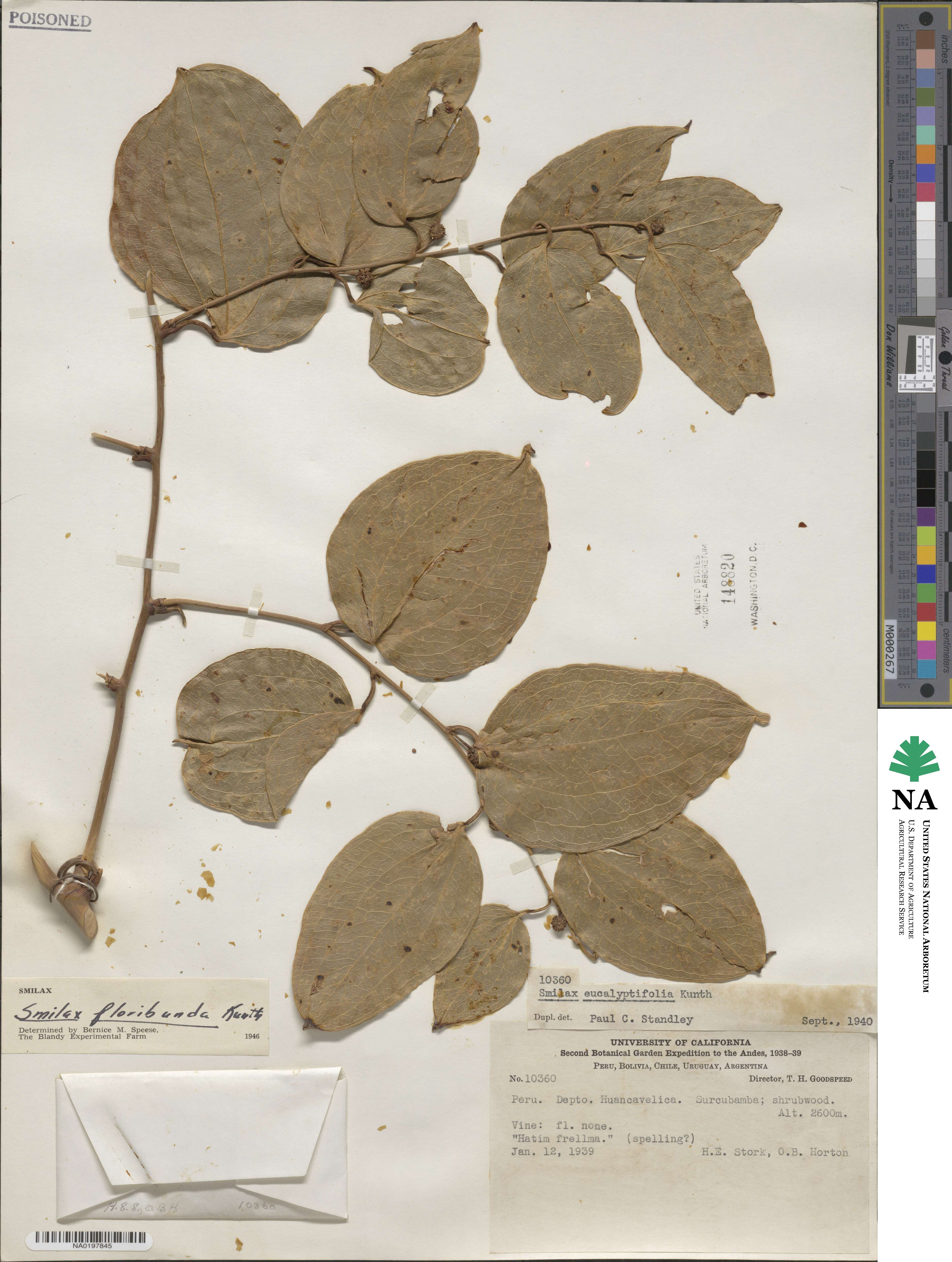 Smilax floribunda image