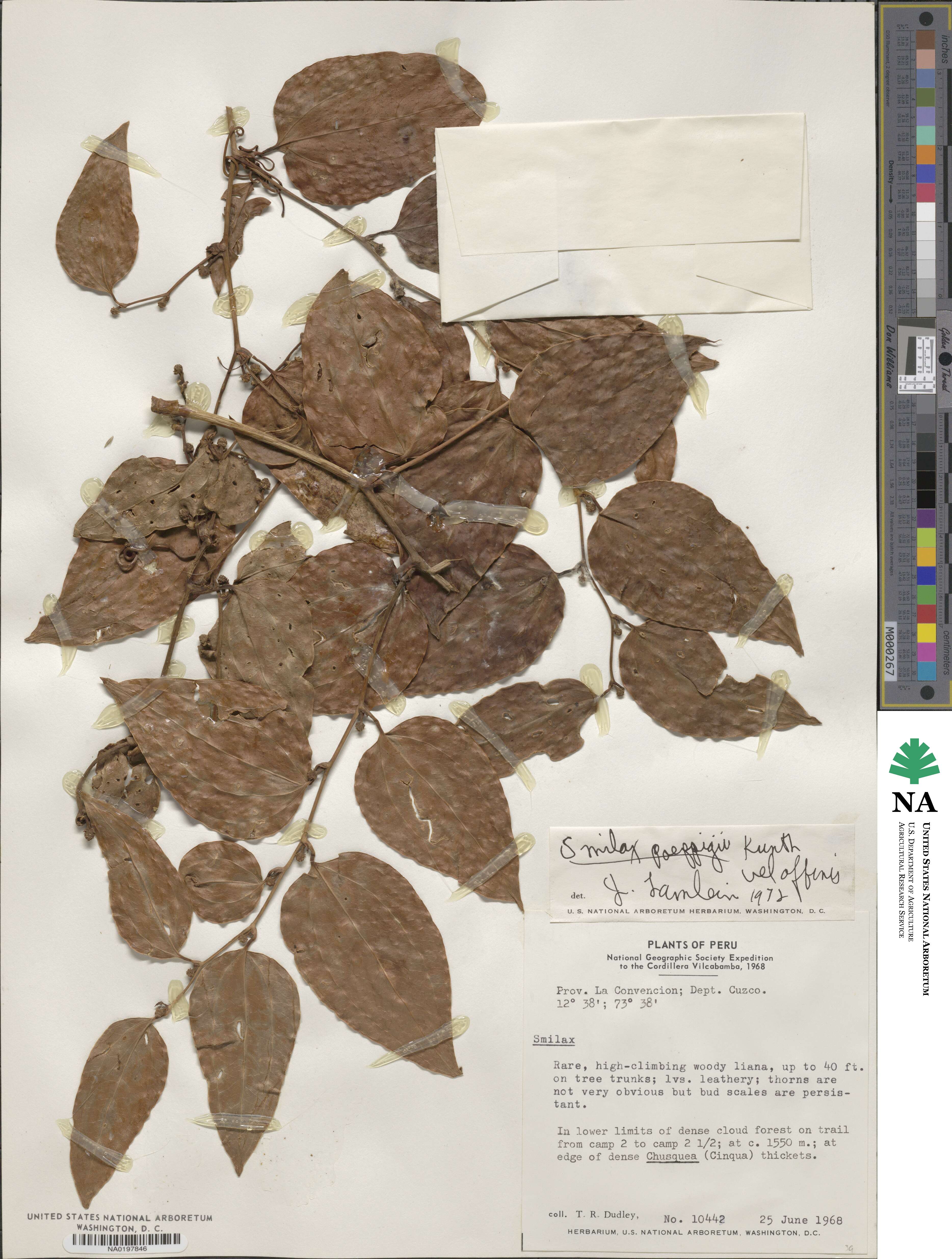 Smilax purhampuy image