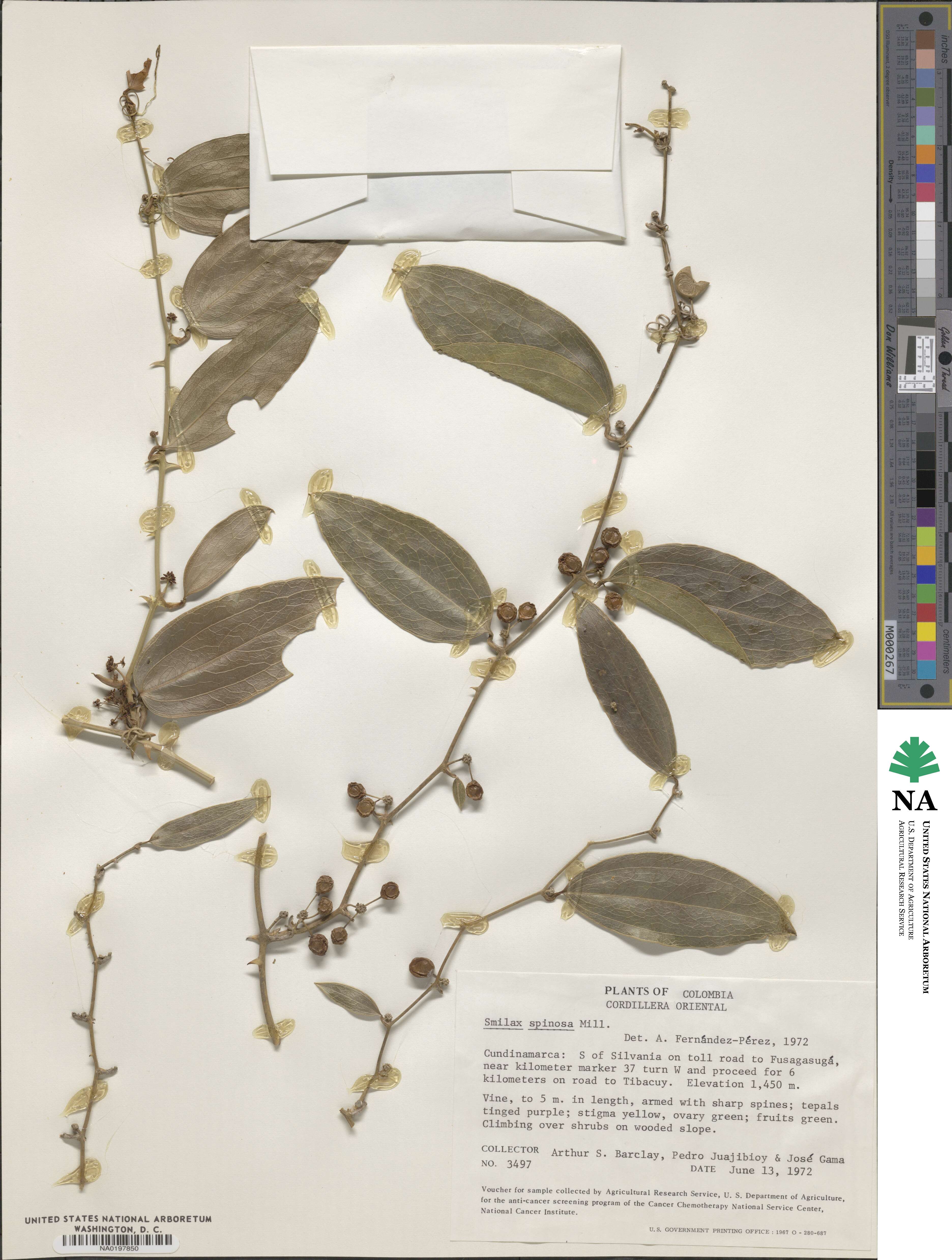 Smilax spinosa image