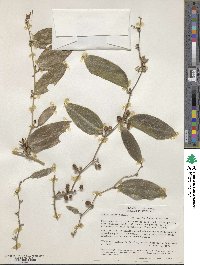 Smilax spinosa image