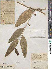 Smilax spinosa image