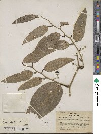 Smilax spinosa image