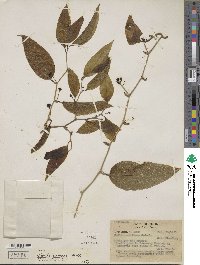 Smilax spinosa image