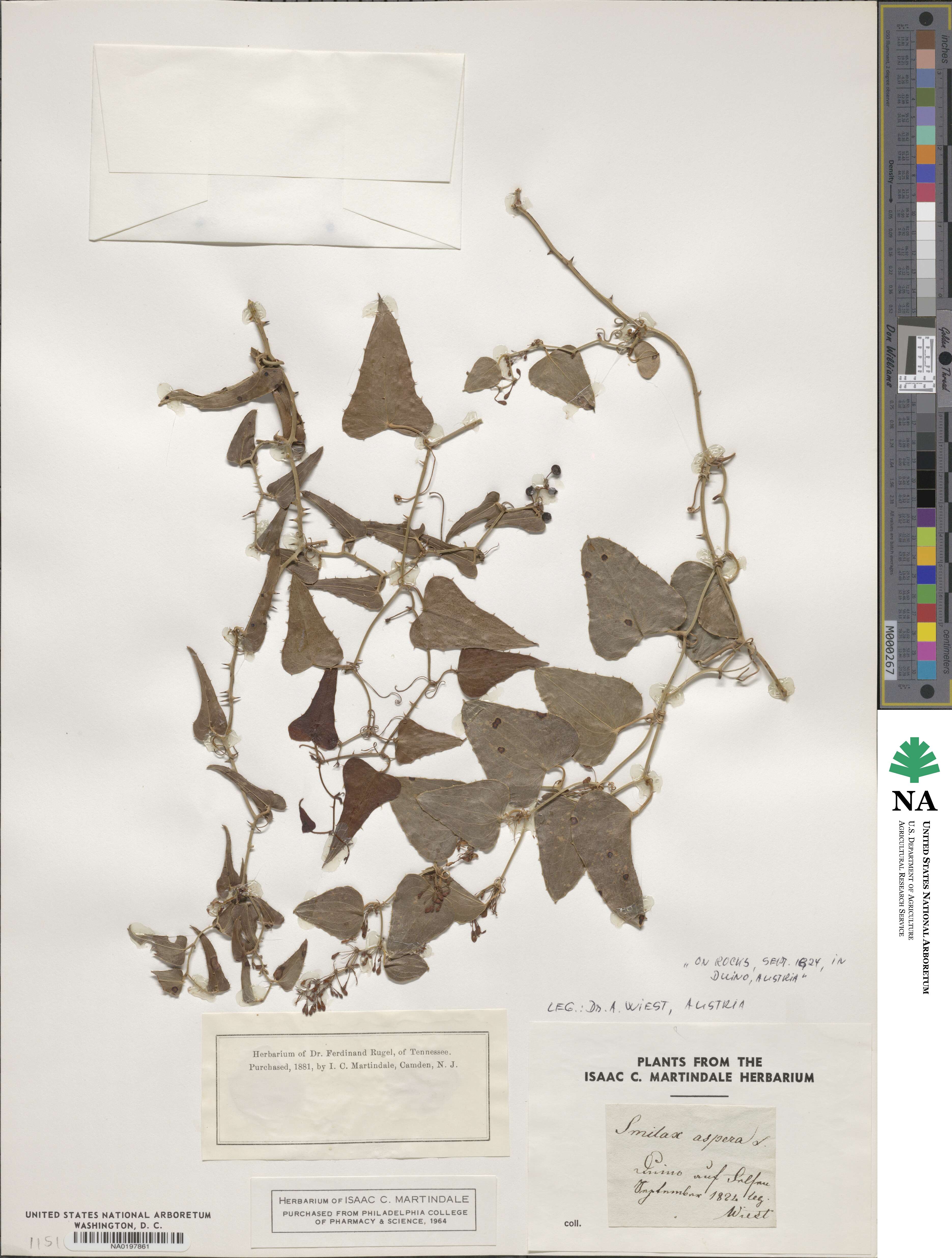 Smilax aspera image