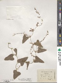 Smilax aspera image