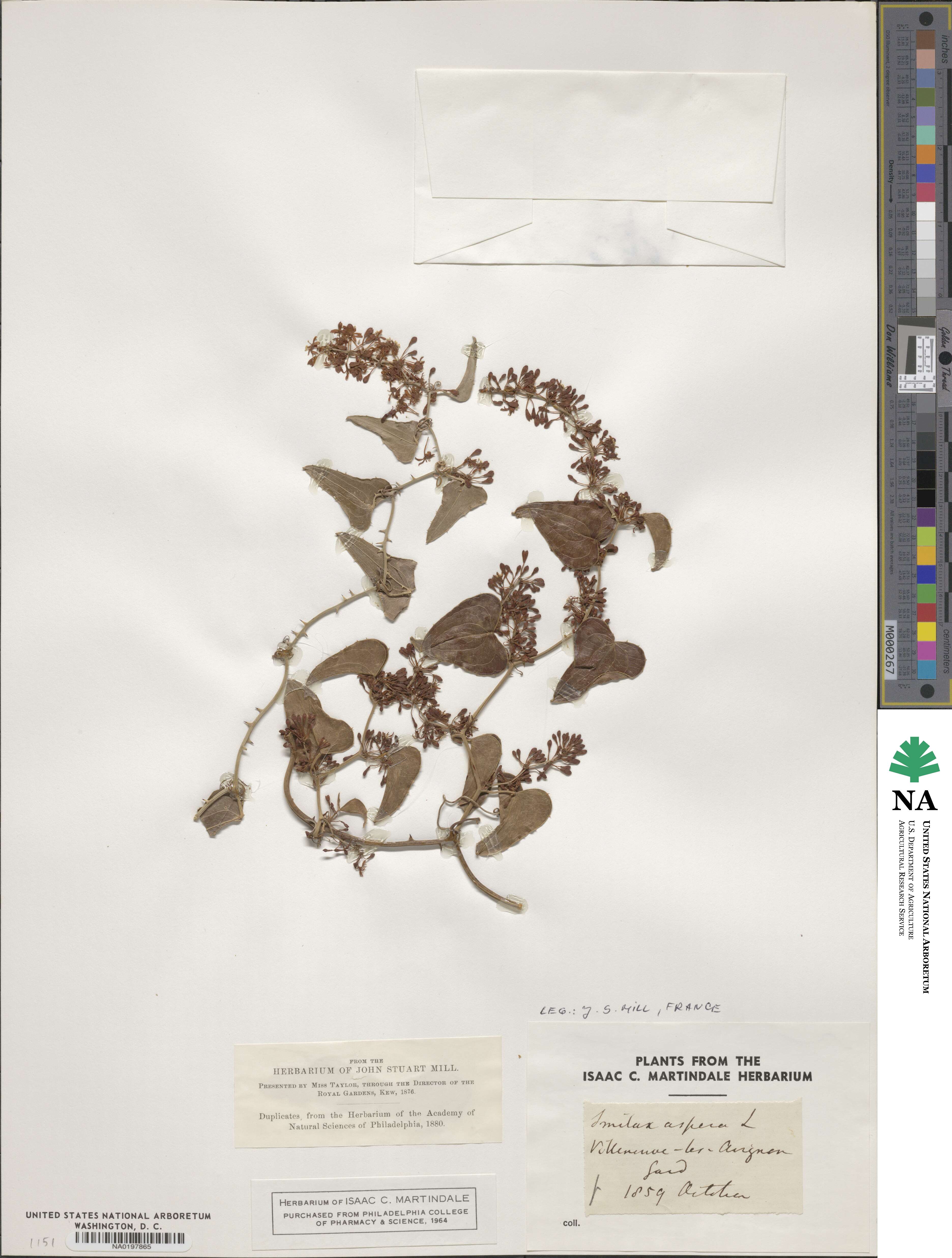 Smilax aspera image