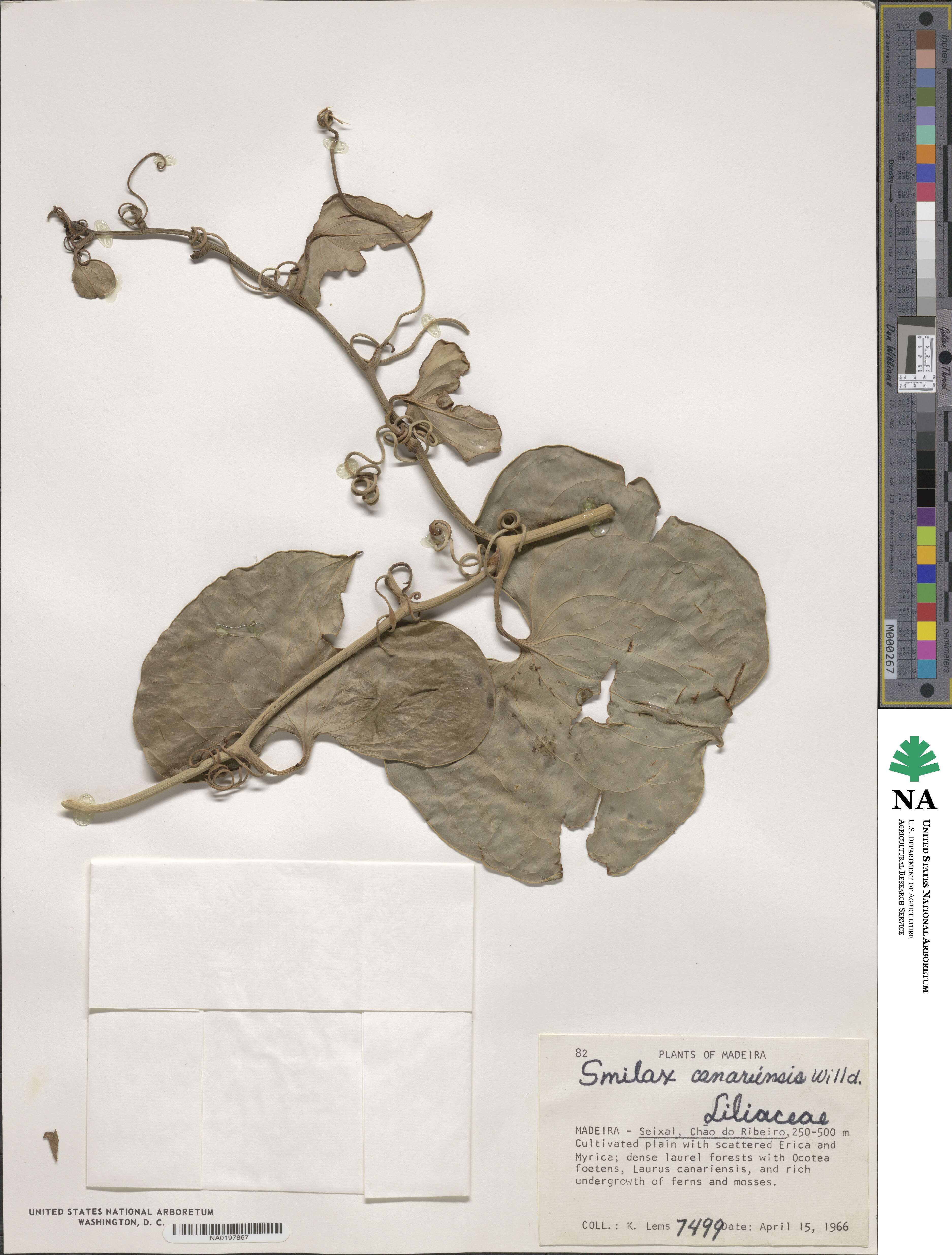 Smilax canariensis image