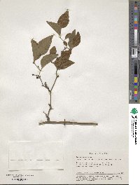 Smilax excelsa image