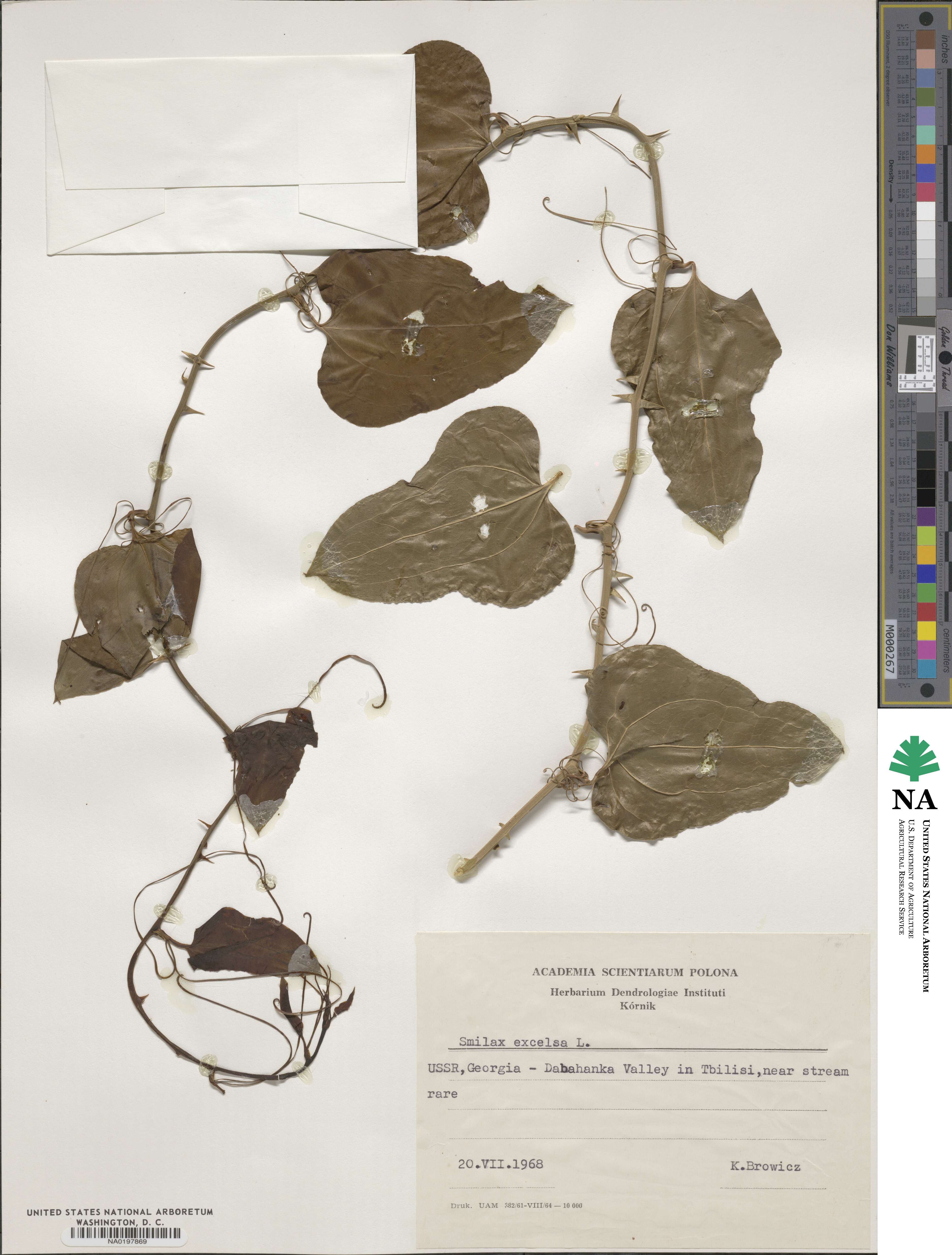 Smilax excelsa image