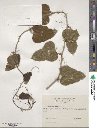 Smilax excelsa image