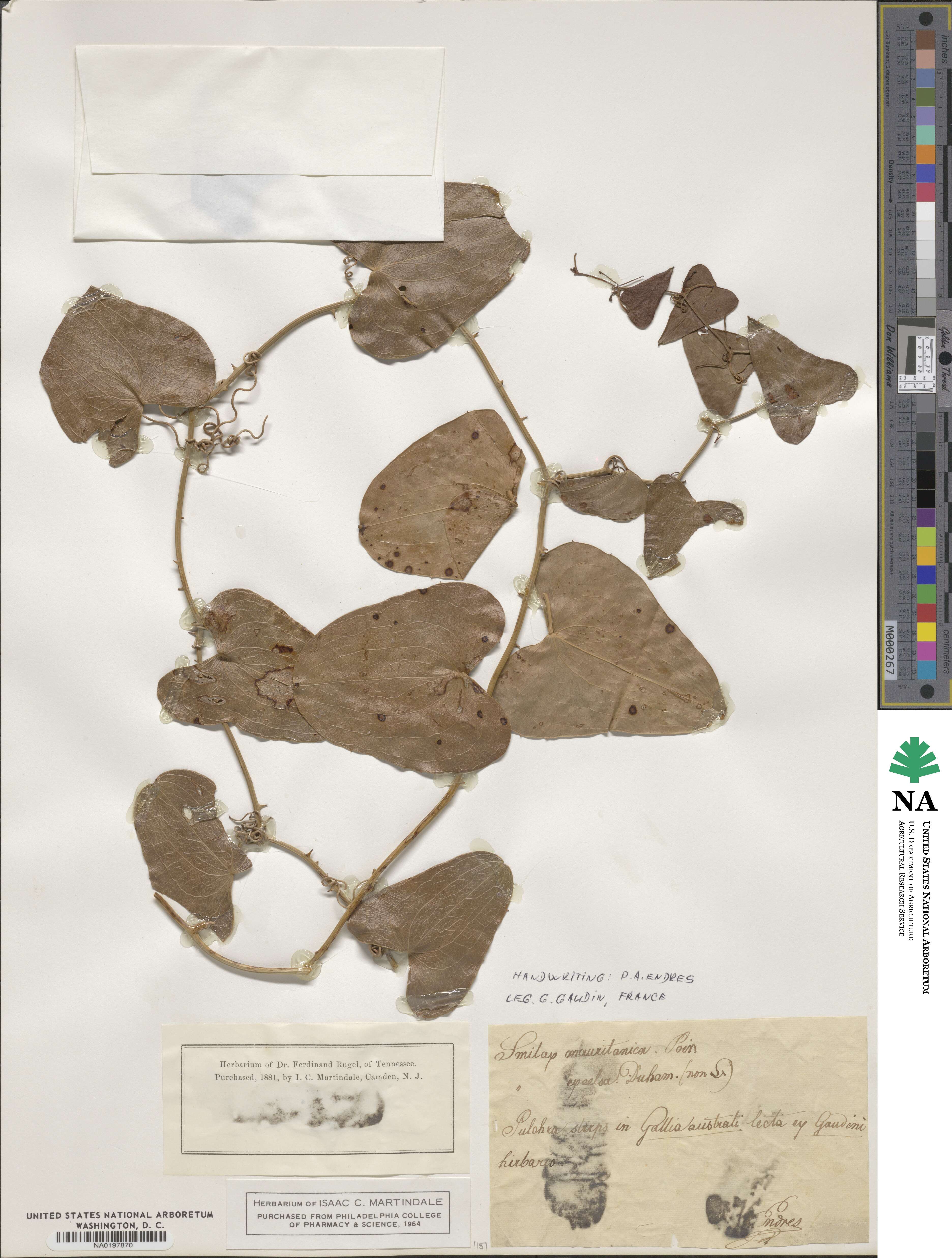 Smilax aspera image