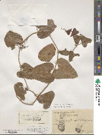 Smilax aspera image