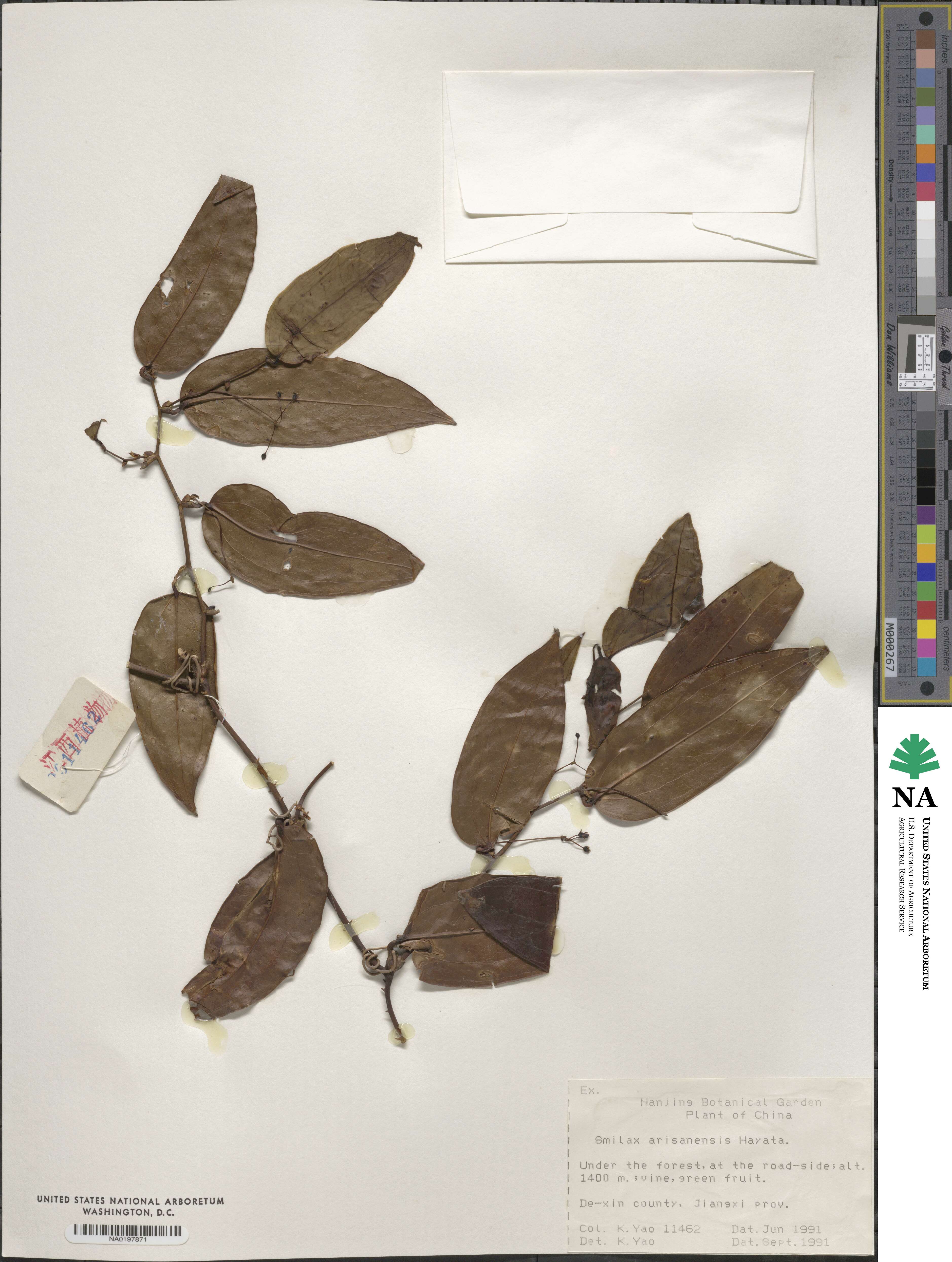 Smilax arisanensis image