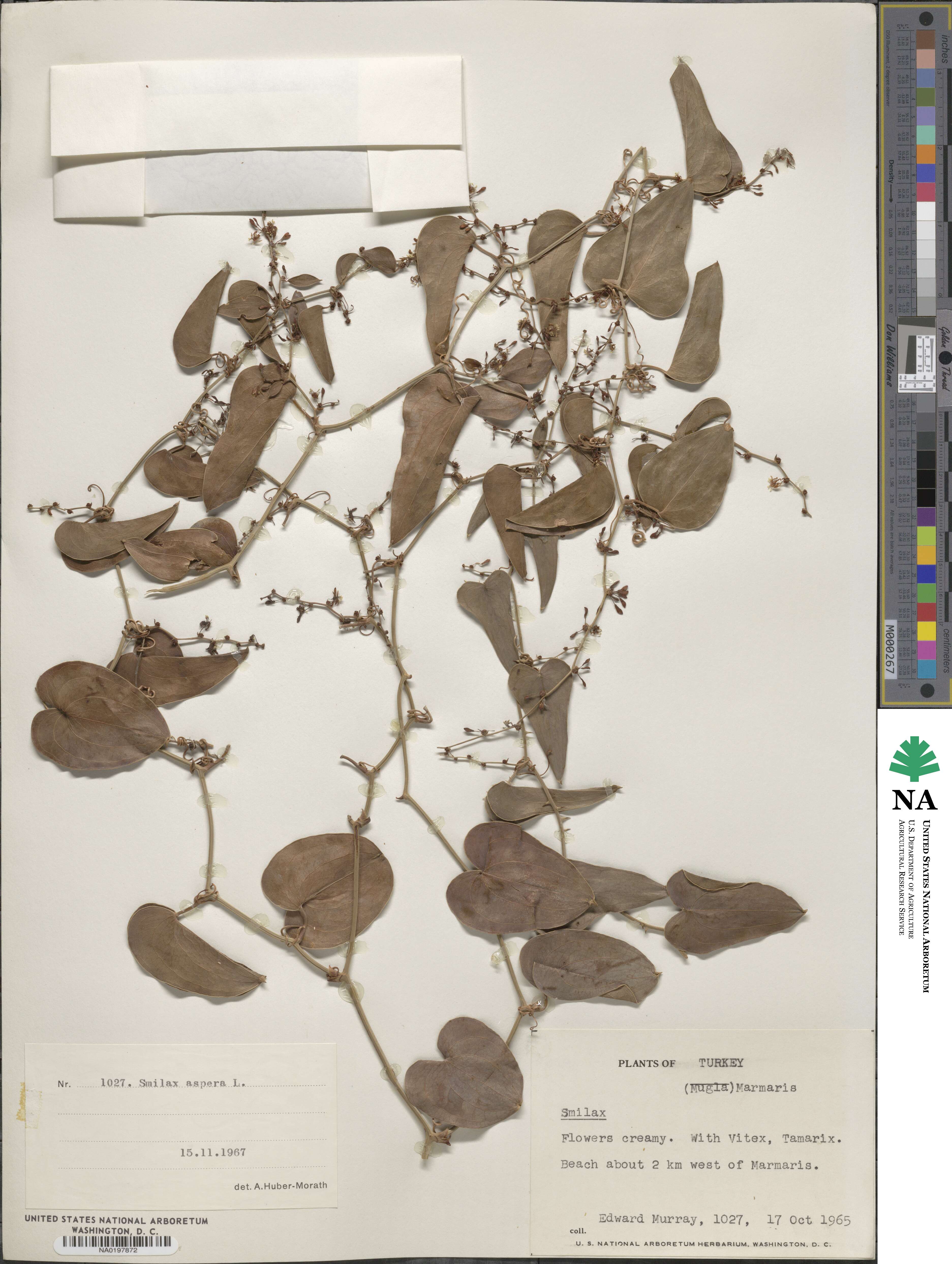 Smilax aspera image