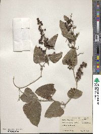 Smilax aspera image