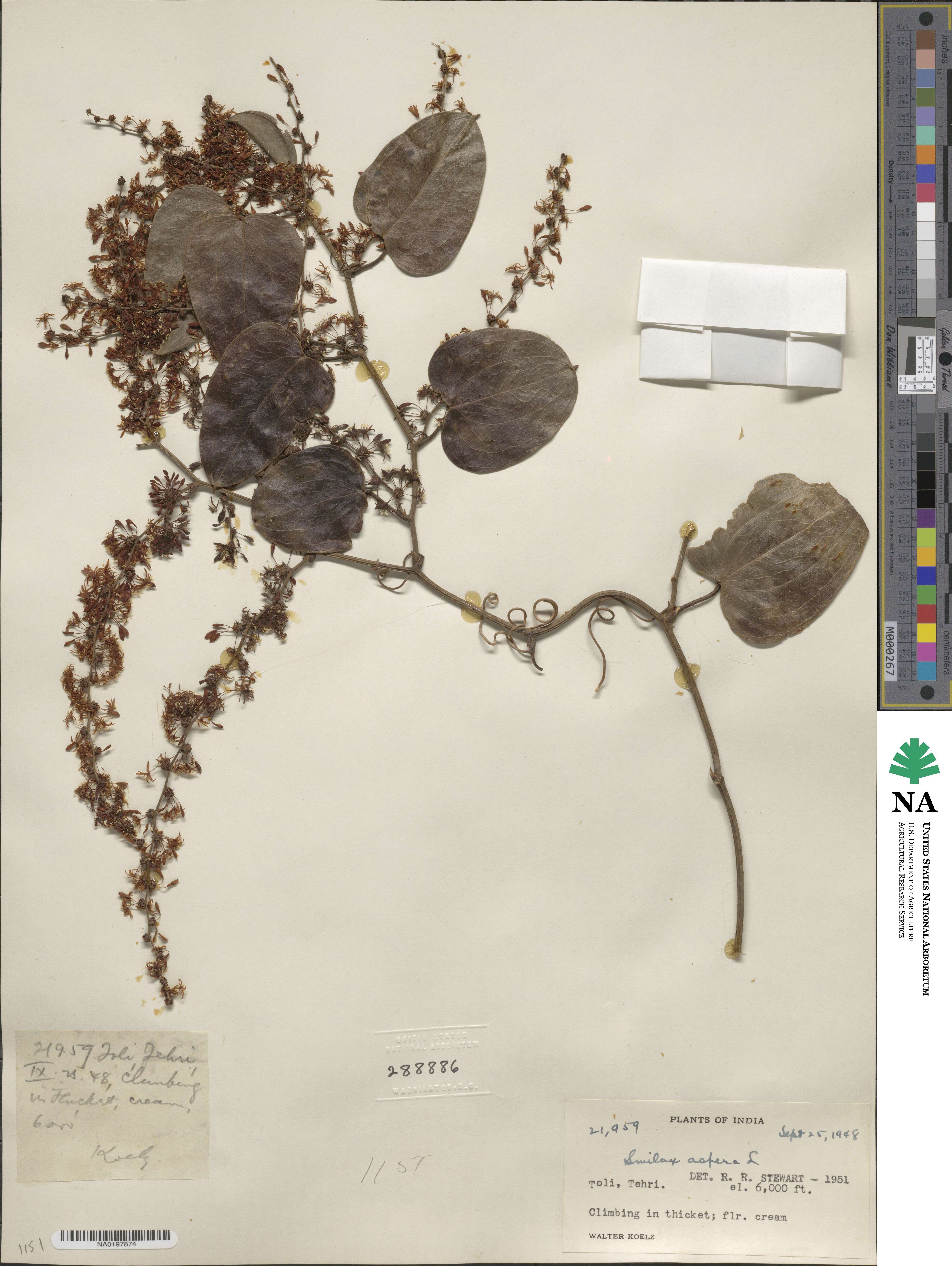 Smilax aspera image