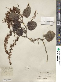 Smilax aspera image