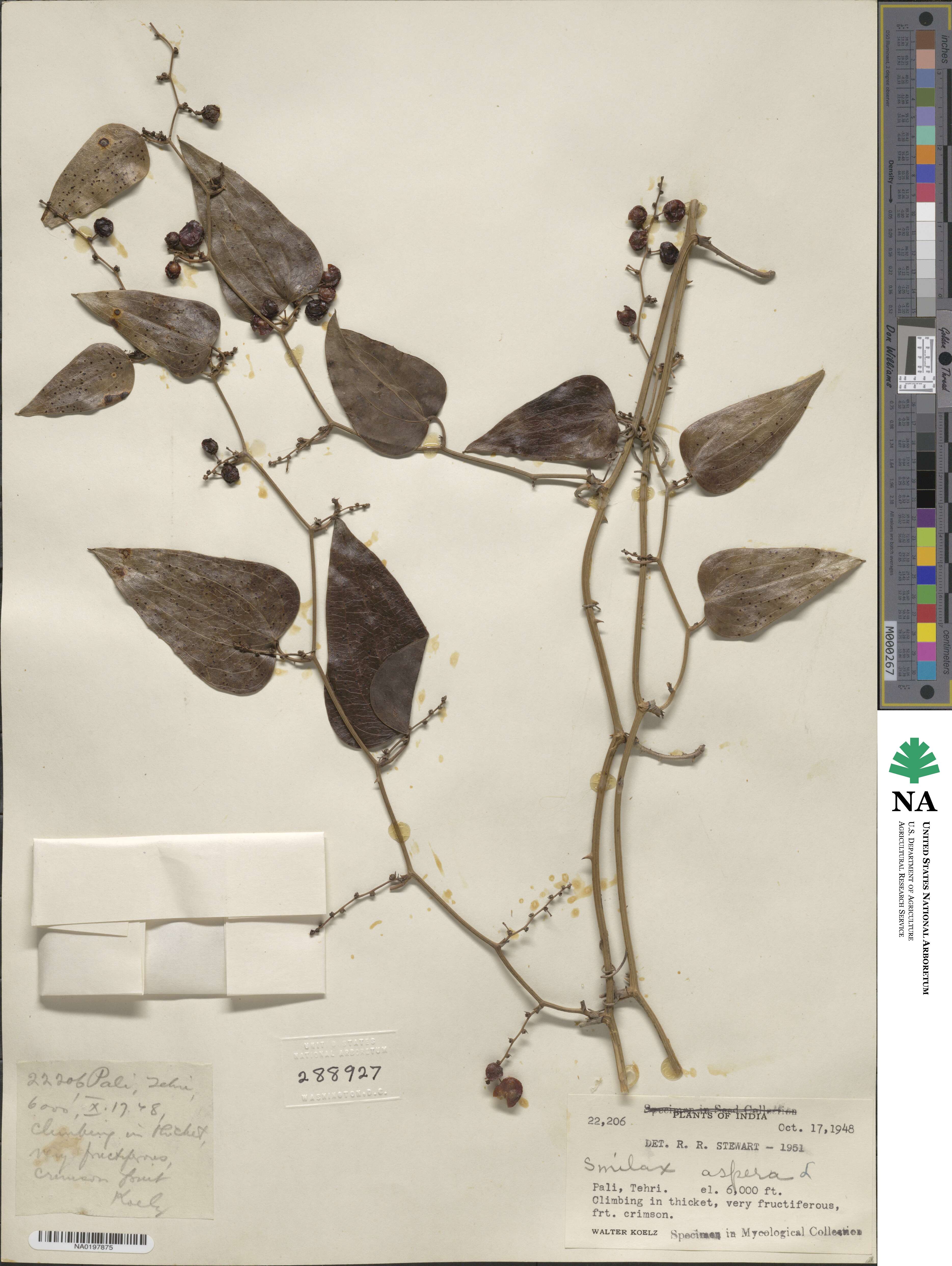 Smilax aspera image