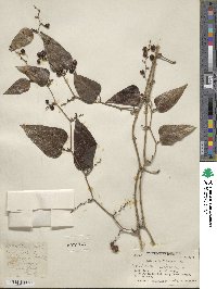 Smilax aspera image