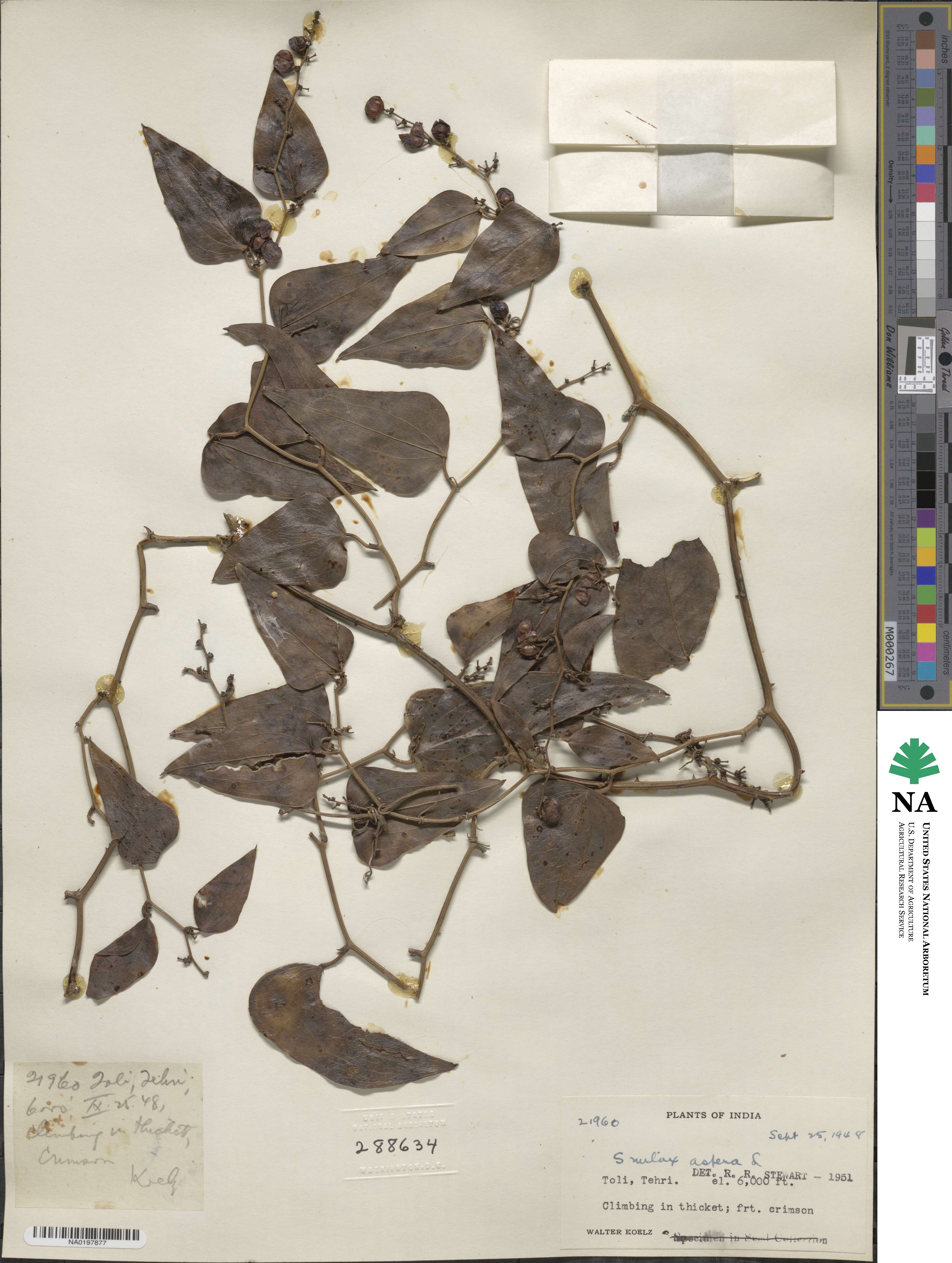 Smilax aspera image