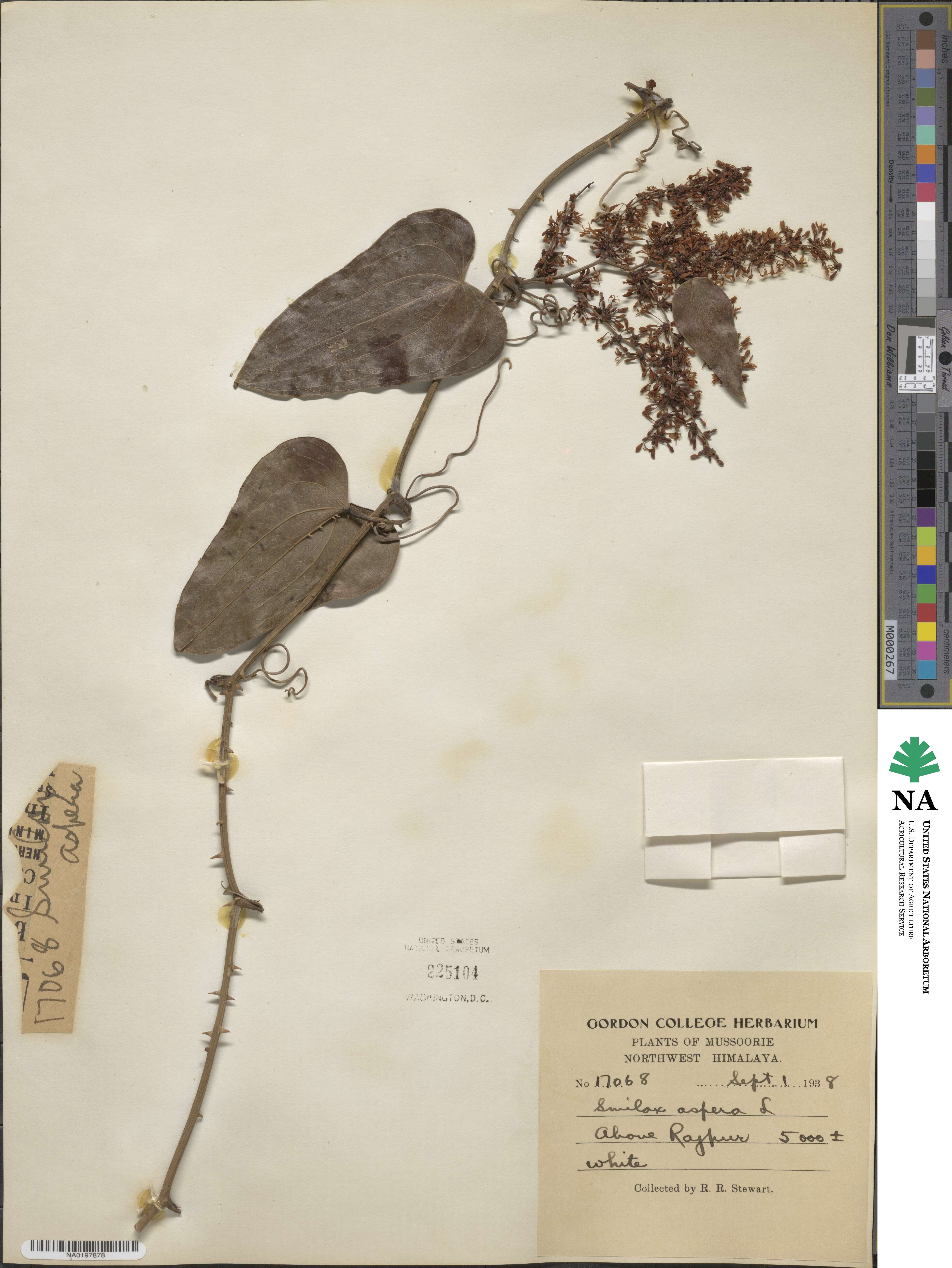 Smilax aspera image