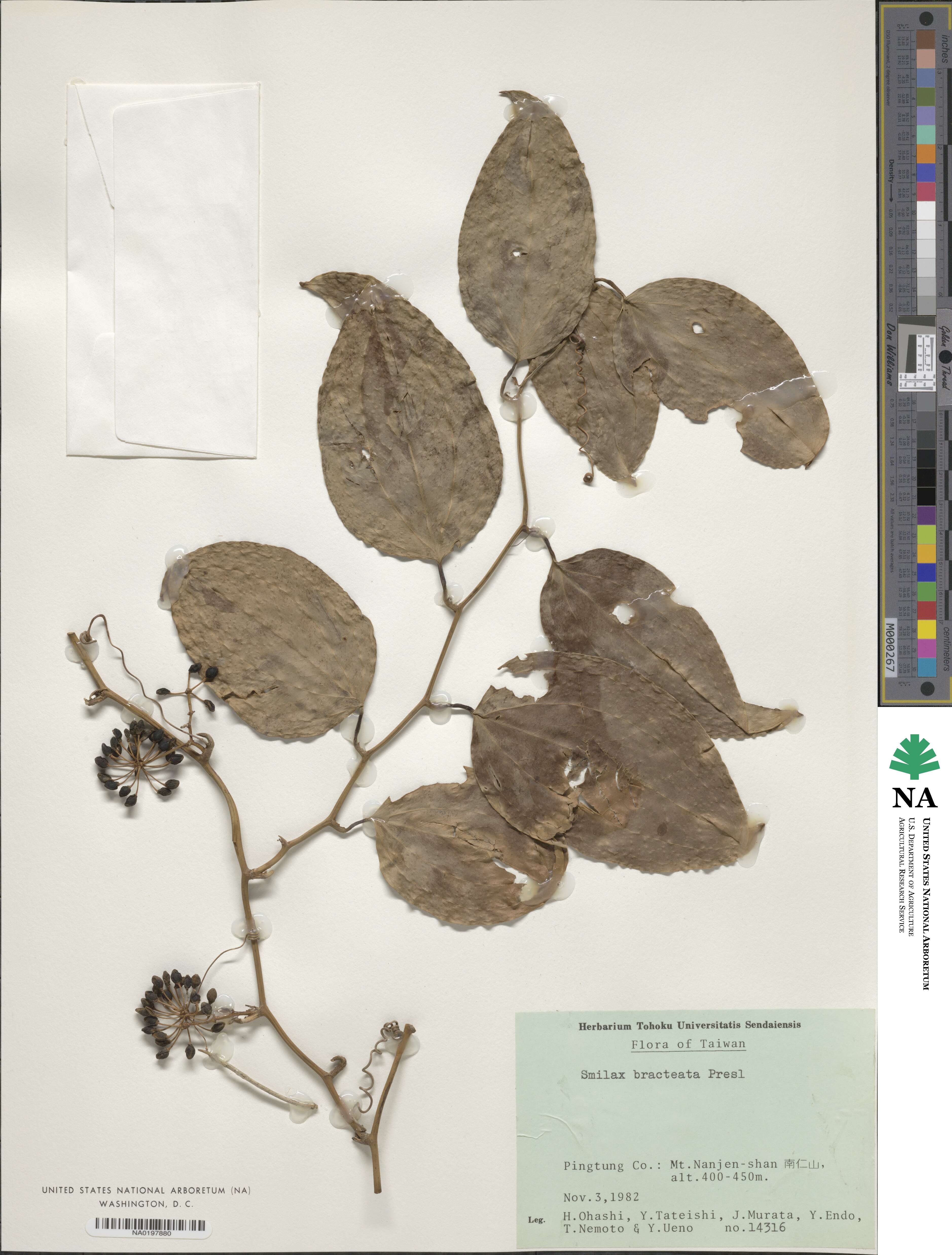 Smilax bracteata image