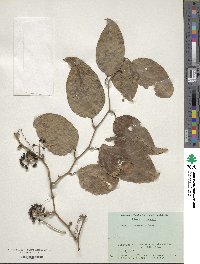 Smilax bracteata image