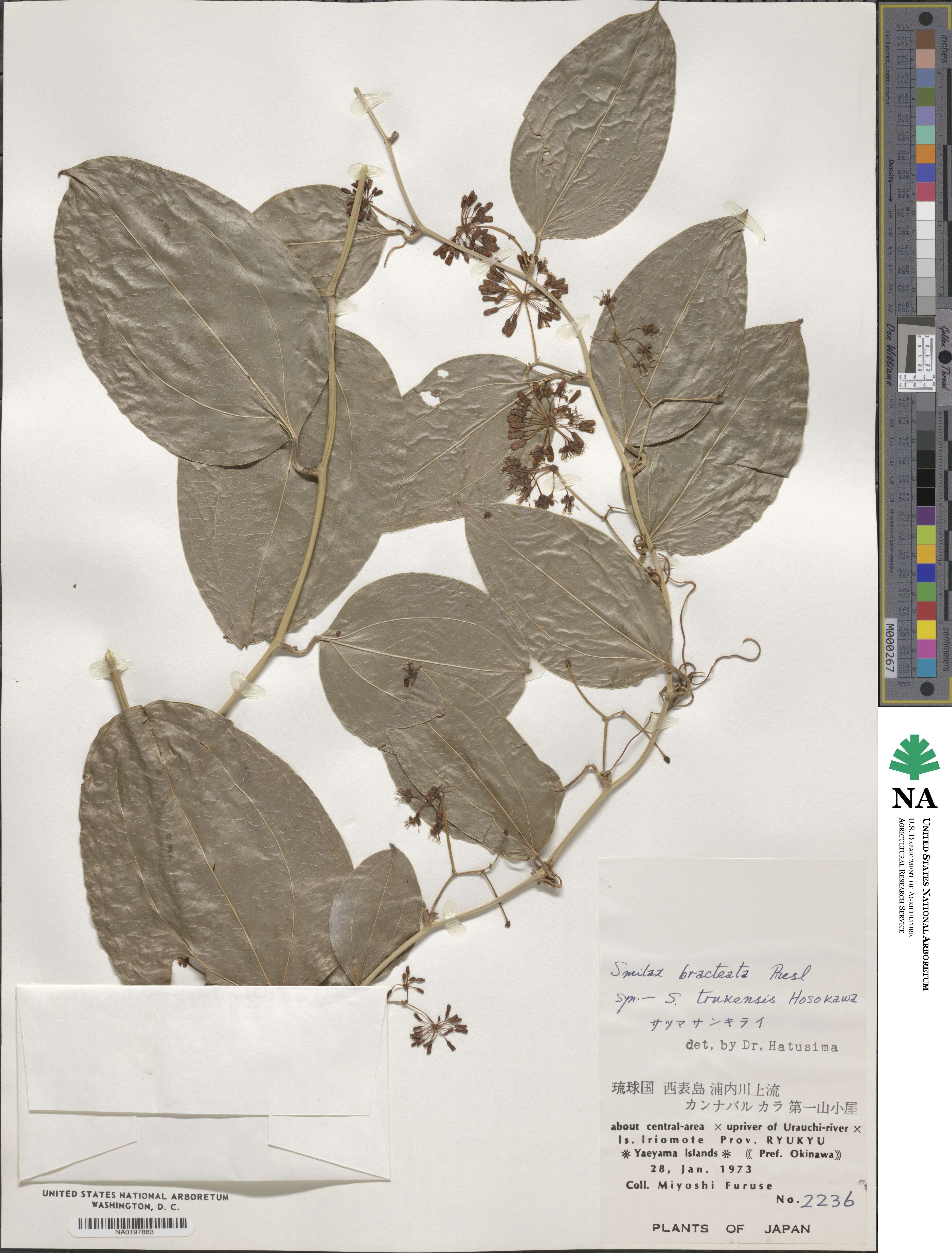 Smilax bracteata image