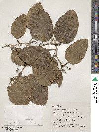 Smilax bracteata image