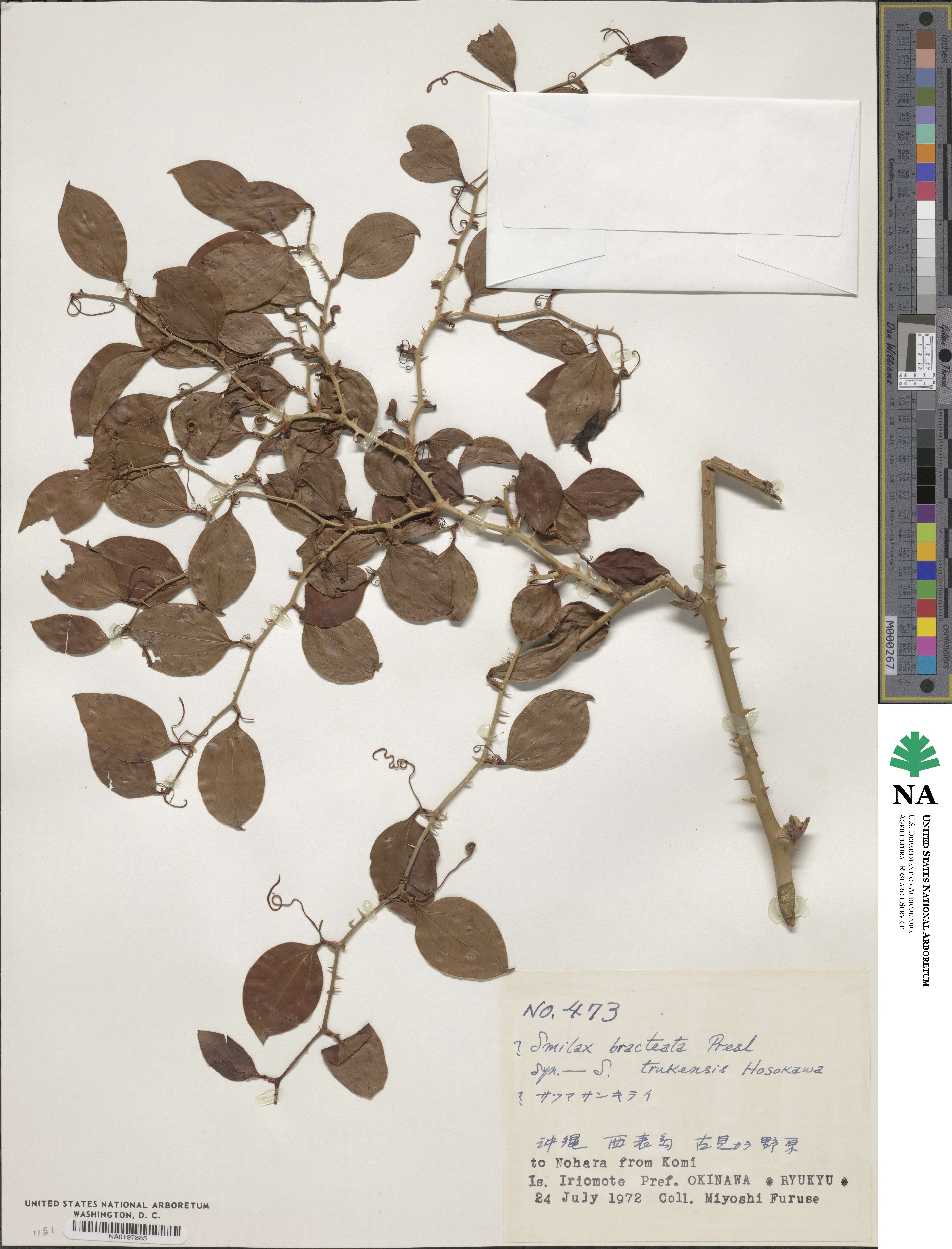 Smilax bracteata image